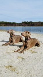 Close-up of dogs on shore