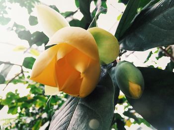 Low angle view of yellow flowers blooming on tree