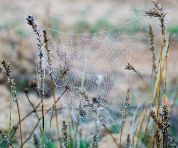 Close-up of spider web