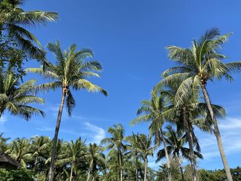 Low angle view of coconut palm trees against blue sky