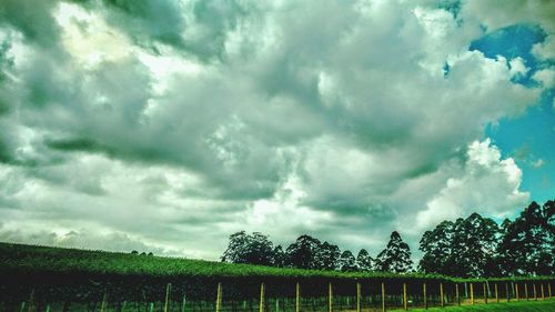 Trees on field against cloudy sky