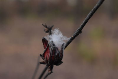 Close-up of red flower on twig