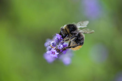 Close-up of bee on purple flower