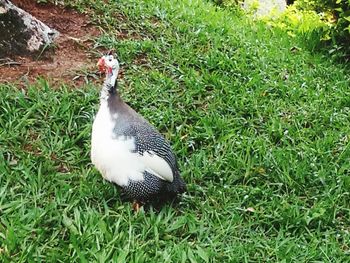 Birds on grassy field