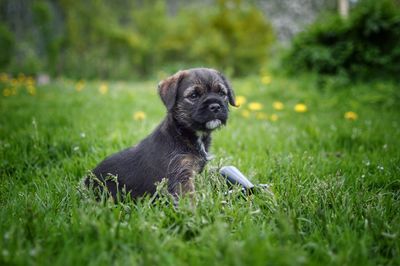 Cute dog sitting on grass in field