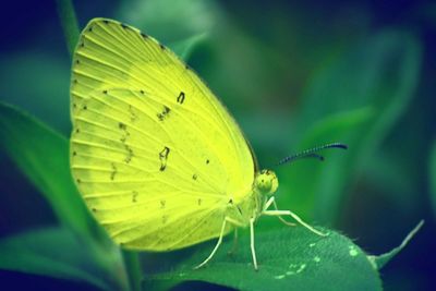 Close-up of butterfly perching on plant