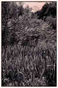 Scenic view of forest