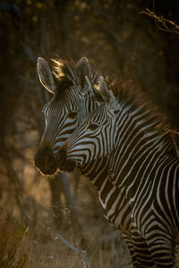 Close-up of hartmann mountain zebra with mother