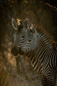 Side view of a zebra