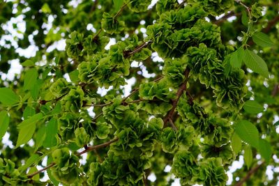 Low angle view of trees