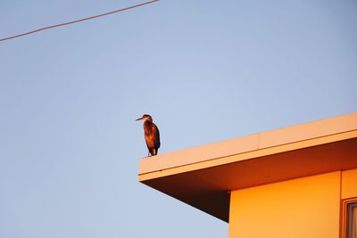 Low angle view of bird perching on building against clear sky