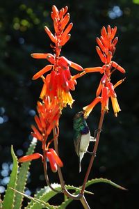 Close-up of bird perching on a plant