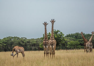 View of an animal on field