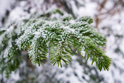 Close-up of pine tree during winter