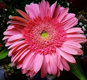 Close-up of pink flower blooming outdoors