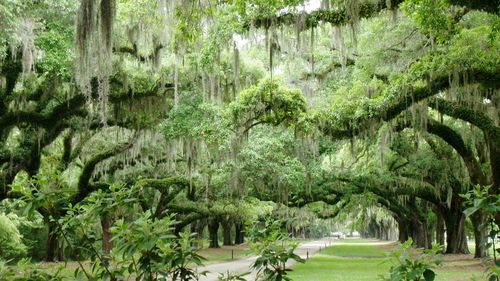 Scenic view of forest