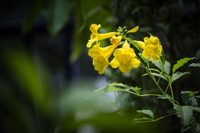 Close-up of yellow flowering plant