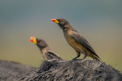 Close-up of bird perching on rock