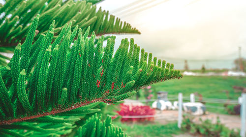 Close-up of fresh green leaves on plant against sky