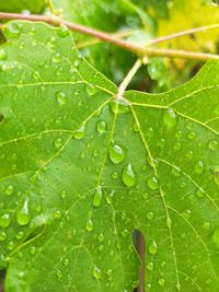 Close-up of wet leaf