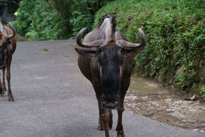 Portrait of cow standing on field