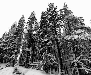 Low angle view of trees against clear sky during winter