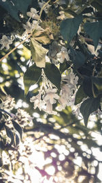 Low angle view of cherry blossom