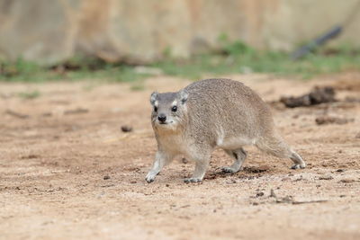 A rock hyrax on the ground