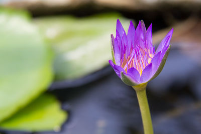 Close-up of purple water lily