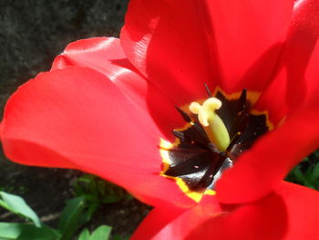 Close-up of red flowers