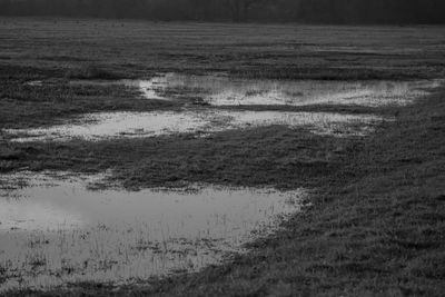 Scenic view of grassy field