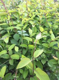 Plant growing on a tree