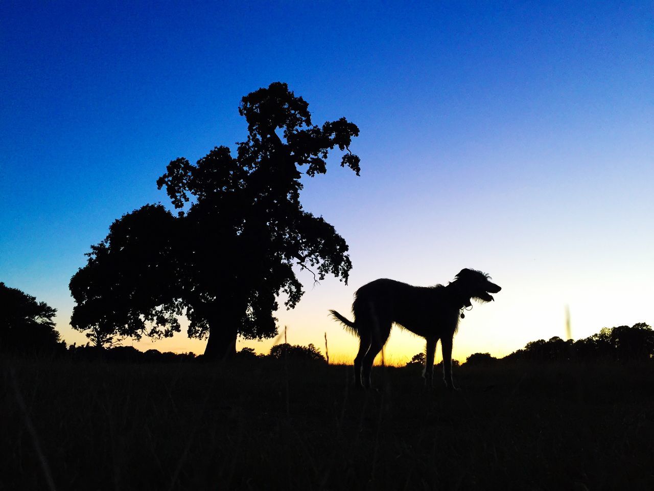 animal themes, mammal, domestic animals, one animal, silhouette, clear sky, pets, tree, copy space, dog, standing, field, blue, sky, nature, horse, sunlight, landscape, two animals, full length