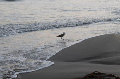 Bird perching on beach