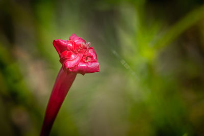 Close-up of wet red rose flower