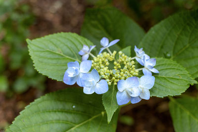 Close-up of purple flowering plant