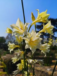 Close-up of yellow flowering plant against sky