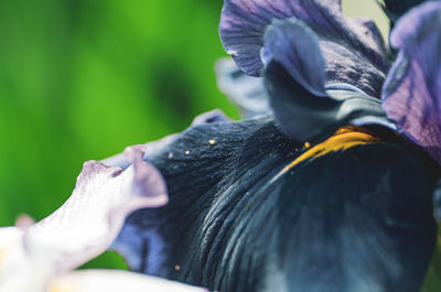 Close up of human hand holding purple flower