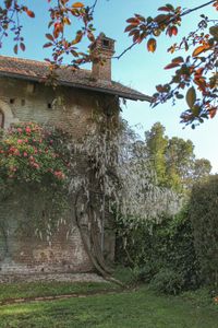 Low angle view of flowers on tree