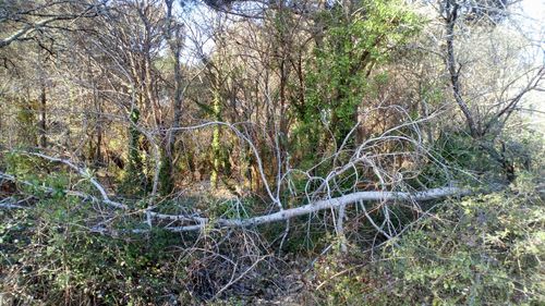 Bare trees in forest