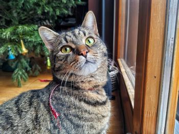 Portrait of tabby cat at home