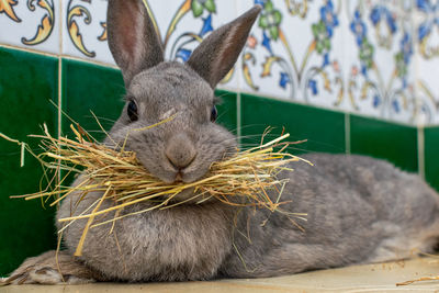 A funny image of my pet rabbit making her own face mask against the coronavirus