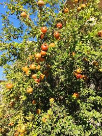 Low angle view of orange tree