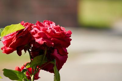 Close-up of red rose plant