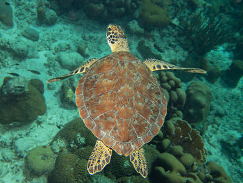 Chelonia mydas, the green sea turtle