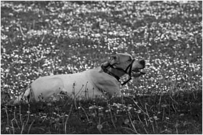 Side view of dog on field