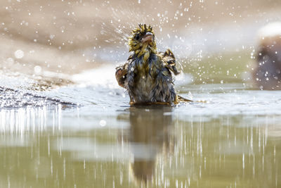 Side view of woman in water