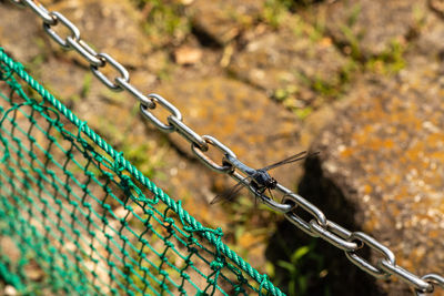 Close-up of a dragonfly