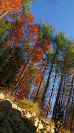 Low angle view of trees against sky