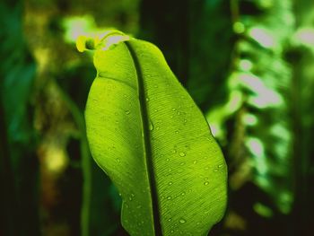 Close-up of leaves